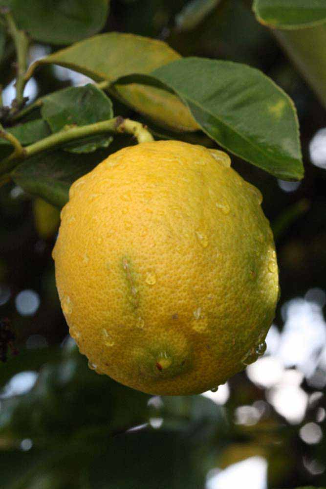            Fruit (Femminello Siracusano 2KR, Riverside, CA)   